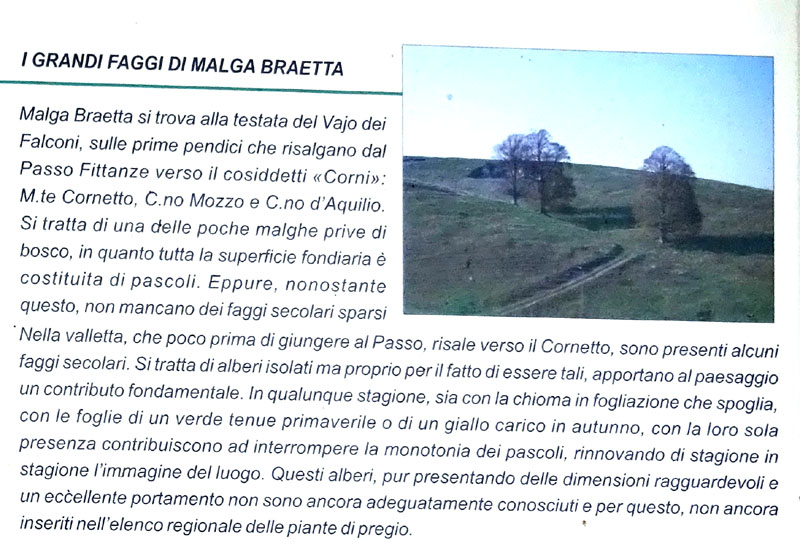 I grandi faggi di Malga Braetta - Lessinia (VR)